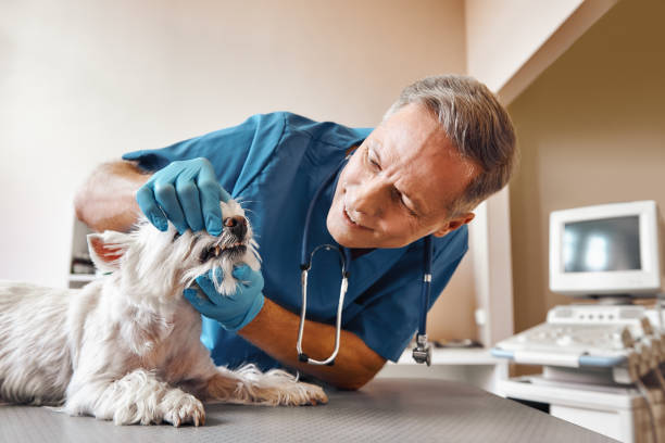 Best Urgent Dental Care in Patterson, LA